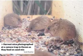  ?? Sarah Butcher ?? > Harvest mice photograph­ed at a camera trap in Devon as they feed on seed mix