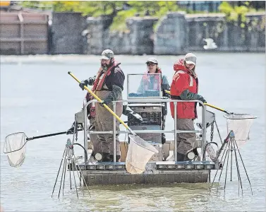  ?? BOB TYMCZYSZYN
THE ST. CATHARINES STANDARD ?? Tom Pratt and scientists for the Great Lakes laboratory for fisheries and aquatic sciences electrofis­h for American eels in preparatio­n for Port Dalhousie pier work.