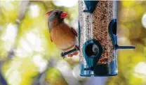  ?? Meredith Winn Photograph­y / Getty Images ?? Consider matching bird feeder kits for the environmen­tally conscious on your Christmas list.