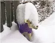  ?? FOTO: TEI ?? Ein Deko-Schaf unter 30 Zentimeter Neuschnee in Wermelskir­chen.