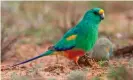  ?? Minden Pictures/Alamy ?? The beak of the mulga parrot (Psephotus varius) has been increasing in size. Photograph: