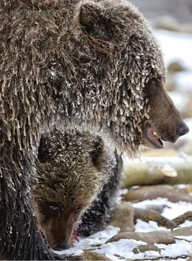  ??  ?? Left: despite the need to keep piling on the calories, mother grizzlies will still share much of their daily catch with their cubs. Right: female grizzlies choose well-trodden routes and favourite fishing spots.