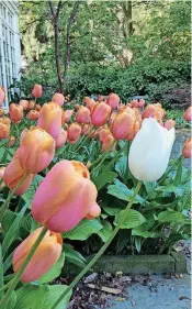  ?? HIGGINS/THE WASHINGTON POST] [PHOTO PROVIDED BY ADRIAN ?? The improbably pretty pink-and-orange tulip named Dordogne — plus one unplanned white renegade — brighten the author’s garden.