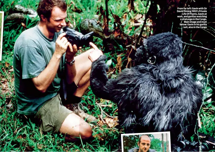  ??  ?? From far left: Gavin with Sir David filming 1993’s Private Life Of Plants, Gavin at work, and gorillas watching a sitatunga in the Congo. Main image and inset below: Gavin in his gorilla suit, also in the Congo