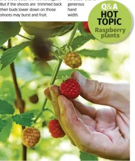  ??  ?? Patio raspberrie­s provide good harvests on compact plants