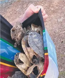  ??  ?? These dead turtles were among animals found at Freshwater Lake.