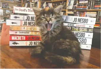  ?? PHOTOS: OTIS & CLEMENTINE’S BOOKS & COFFEE ?? You can take home a cat along with some books at this shop.