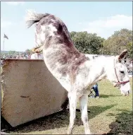  ?? Annette Beard/Pea Ridge Times ?? Maggie Who was encouraged over the jump by her owner, Kenny Vaught, during the 2008 Pea Ridge Mule Jump. Maggie tied for first place in 2008 by clearing 63 inches. A mule jumps from a standing position.