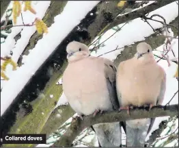  ??  ?? Collared doves