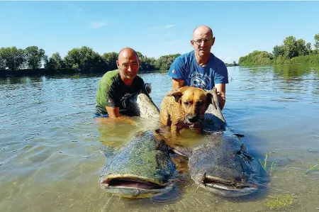  ??  ?? Il gruppo A sinistra, Aldo Vecchietti presidente di Catfishing Italia con due esemplari di pesce siluro. I pesci vengono pescati per poi essere rilasciati