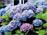  ?? ?? HYDRANGEAS are at their most beautiful now. Pick some for the vase to brighten up your home.