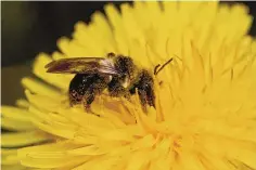  ?? ?? Andrena cineraria (ashy mining bee) on dandelion covered in pollen.