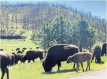  ?? ?? A herd of bison roam alongside the Wildlife Loop road in Custer State Park.