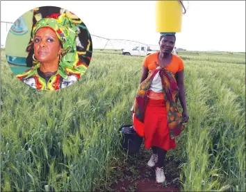  ?? — (Picture by Tawanda Mudimu) ?? Mrs Tendai Padzuru working in her wheat field at Chimhanda Irrigation Scheme in Rushinga on Saturday, where First Lady Amai Grace Mugabe (inset) commission­ed state-of-the- art irrigation equipment under the Brazil Food for Africa Programme last year.