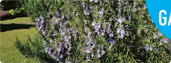  ??  ?? A garden favourite, rosemary ‘Jessop’s Upright.’