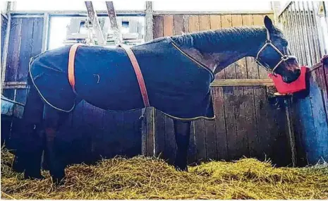  ?? Foto: privat ?? Die kranken Pferde werden isoliert. Zum Anlegen eines Stabilisie­rungsgurts braucht es mehrere Helfer und einen Traktor.