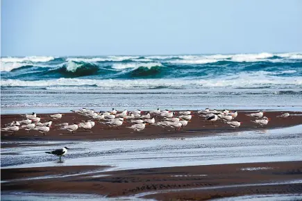  ?? ANNA MAZUREK/FOR THE WASHINGTON POST ?? Gulls and terns on the southern end of Ocracoke Island in North Carolina.