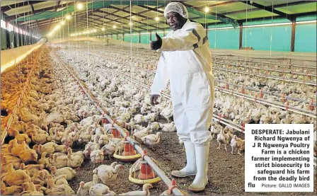  ?? Picture: GALLO IMAGES ?? DESPERATE: Jabulani Richard Ngwenya of J R Ngwenya Poultry Farm is a chicken farmer implementi­ng strict biosecurit­y to safeguard his farm from the deadly bird flu