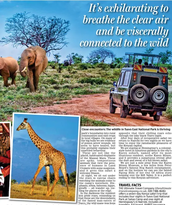  ?? ?? Close encounters: The wildife in Tsavo East National Park is thriving