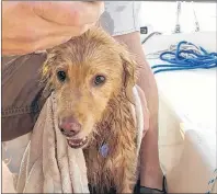  ?? SUBMITTED PHOTO ?? This photo shows Lyra right after she was rescued from the Charlottet­own harbour by three couples who were out for an evening sail.