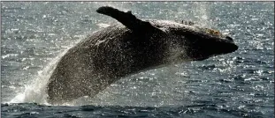  ?? (File Photo/AP/Reed Saxon) ?? A humpback whale leaps out of the water Jan. 23, 2005, in the channel off the town of Lahaina on the island of Maui in Hawaii.