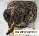  ??  ?? The 8ft-long python