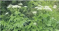  ??  ?? Giant hogweed can grow higher than 10ft.