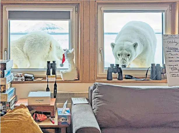  ?? ?? Bear weather
A family of polar bears peer through the window of a meteorolog­ical research station in the Arctic, causing its Polish scientists to joke that they “didn’t need coffee to wake up this morning”. Katarzyna Kudlacz, who took the picture on the island of Spitsberge­n, added: “It was a wonderful experience, but also a bit stressful.”