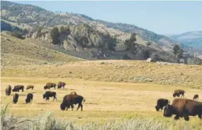  ?? Matthew Brown, Associated Press file ?? A herd of bison grazes in the Lamar Valley of Yellowston­e National Park in 2016. A Wyoming legislativ­e proposal would add a fee at the park to help pay for wildlife conservati­on in nearby states.