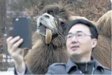  ?? CHRIS YOUNG/THE CANADIAN PRESS ?? A journalist takes a selfie with Alice, a 20-year-old Bactrian Camel native to Mongolia, before a naming ceremony at the Toronto Zoo for two panda cubs last year. The Toronto Zoo says attendance is up for the first time in several years, which it...