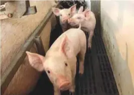  ??  ?? Select vigorous and hardy pigs from a healthy litter in a herd raised under good swine sanitation conditions.