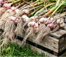  ??  ?? Above: harvest garlic on a dry day. Below: add borage flowers to drinks.