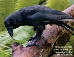  ??  ?? Crows use sticks to fish for food, but humans invented the microwave.