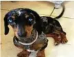  ?? Photo: QPS ?? MISSING: Winnie the mini dachshund was stolen from a South Toowoomba home on January 8.