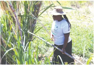 ?? ?? Mrs Queen Majokwiro mulches her Pfumvudza plot (left), and harvests sugarcane in her field that is green all-year round