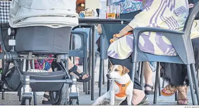  ?? JESÚS MARÍN ?? Un perro con sus propietari­os en una terraza de hostelería de la ciudad.