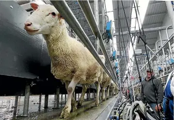  ??  ?? New Zealand ewes milk will be used to create highvalue products.