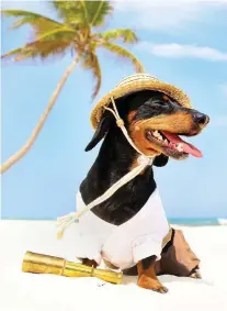  ??  ?? Life’s a beach for Crusoe the celebrity dachshund.