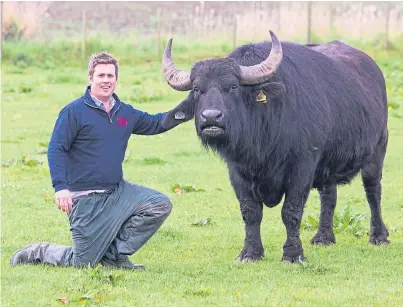  ?? Steven Brown. ?? Steven Mitchell hopes milk produced by his Fife buffalo herd will create the first Scottish mozzarella. His new plan includes viewing galleries to let visitors see the production process.