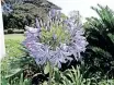  ?? ?? AGAPANTHUS praecox adds colour to any shaded area.
