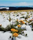  ?? Foto: Peter Bauer ?? Der Zauber der Jahreszeit­en mit Schnee und Löwenzahn: So sah es auf dem Hoch plateau bei Eschers Anfang Mai dieses Jahres aus.