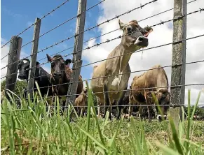  ?? FILE PHOTO ?? Almost 250 farmers were hit with $500 fines for animal welfare issues in the first four months of the year.