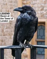 ??  ?? LEGEND Raven at the Tower of London