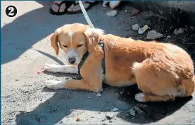  ??  ?? 2. Sisa es una perrita rescatada por policías y vivía con ellos. Quedó asustada tras el relajo.
2