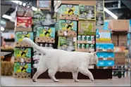  ?? MATT ROURKE/AP PHOTO ?? Gary, a cat adopted through Animal Care and Control Team of Philadelph­ia (ACCT) working cat adoption program, walks on the retail floor at his new home at the Bella Vista Beer Distributo­rs in Philadelph­ia on Oct. 5. The program places cats who have...