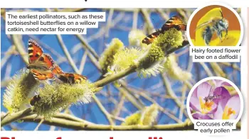  ??  ?? The earliest pollinator­s, such as these tortoisesh­ell butterflie­s on a willow catkin, need nectar for energy
Hairy footed flower bee on a daffodil
Crocuses offer early pollen