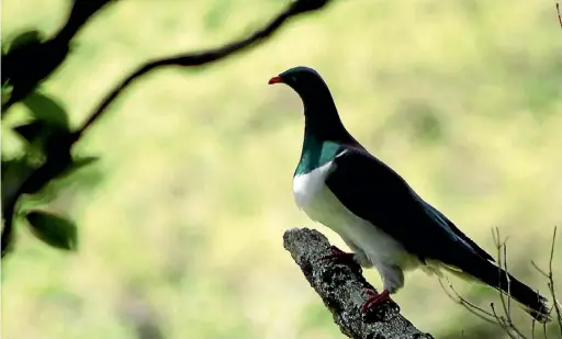  ??  ?? A kereru in a tree at the Brook Waimarama Sanctuary.