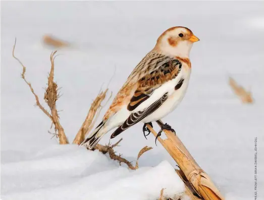  ??  ?? Above: White feathers with rusty accents help snow buntings blend right into a winter landscape. Right: Although it doesn’t officially have snow in its name, the dark-eyed junco is deemed the original snowbird.