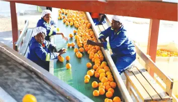  ??  ?? Beitbridge Juicing Company workers grade oranges at the company’s processing plant in the border town. (Picture by Lee Maidza)