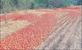  ?? HT PHOTO ?? The tomato growers have predicted further drop in rates as it is beginning of harvesting.